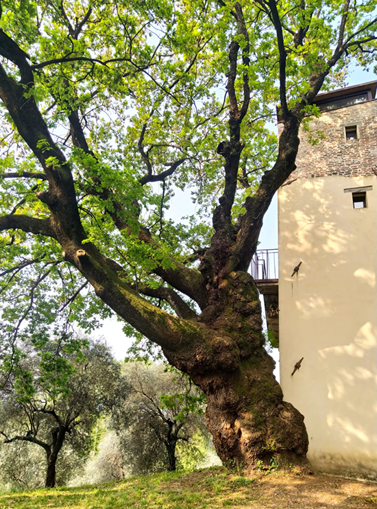 MUSSOLENTE il Roccolo di Villa Piovene